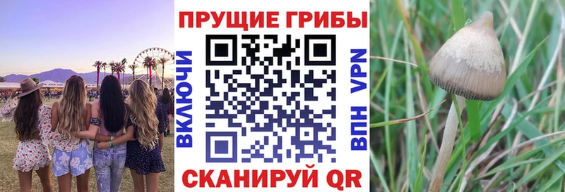 Галлюциногенные грибы Psilocybe  Отрадное 